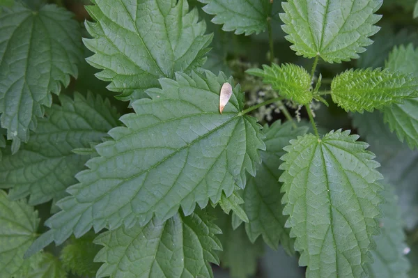 Leaves of a nettle — Stock Photo, Image