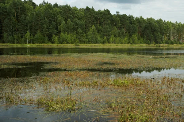 stock image Pond with pines on coast