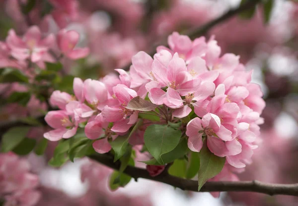 stock image Flowering of an apple-tree