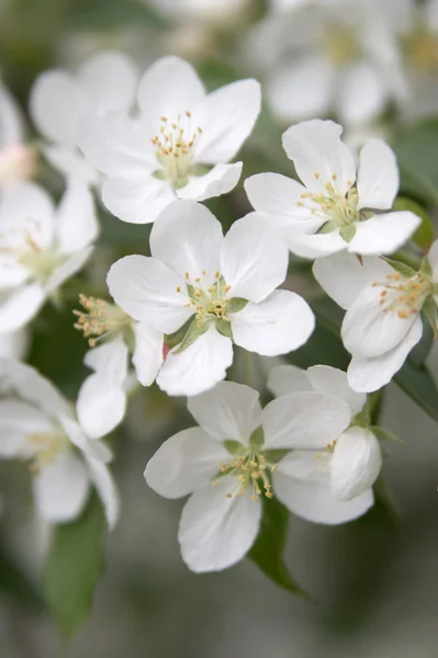 Цветы яблони — стоковое фото