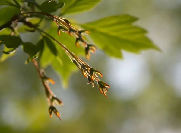 Flores, folhas em uma árvore — Fotografia de Stock