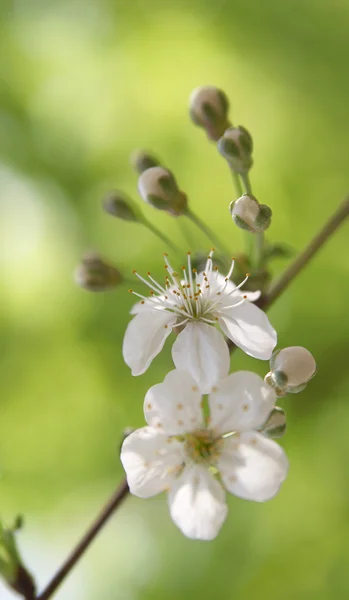 Květ cherry — Stock fotografie