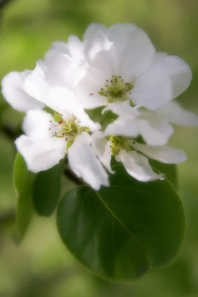 Белый цветок на зеленом — стоковое фото
