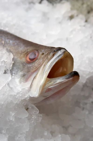 Fish on an ice in shop — Stock Photo, Image