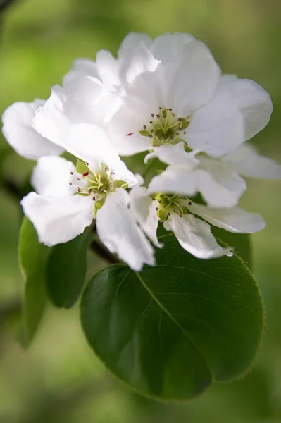 White flower on the green — Stock Photo, Image