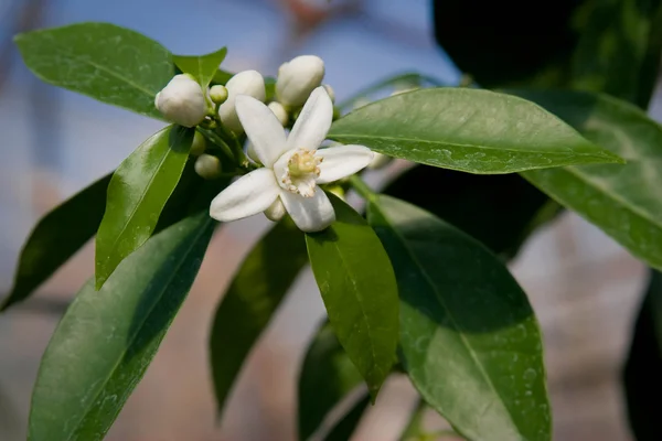 stock image Lemon fruit on a tree