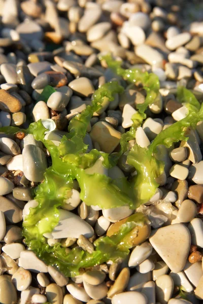 stock image Seaweed laying on a stone