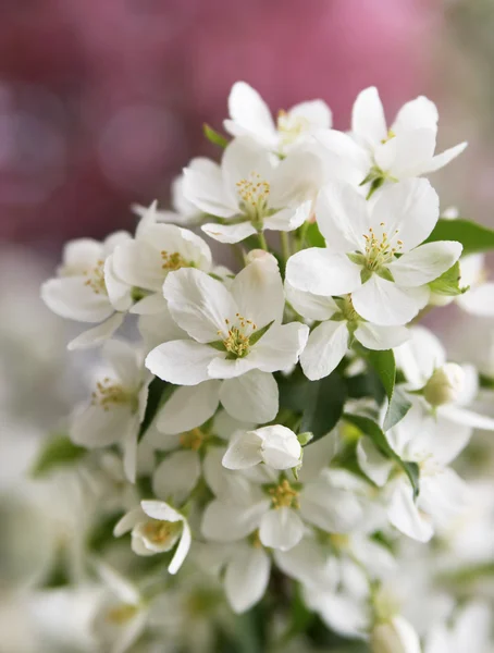 Květiny jabloň — Stock fotografie