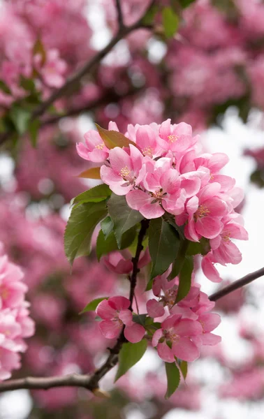 Stock image Flowering of an apple-tree