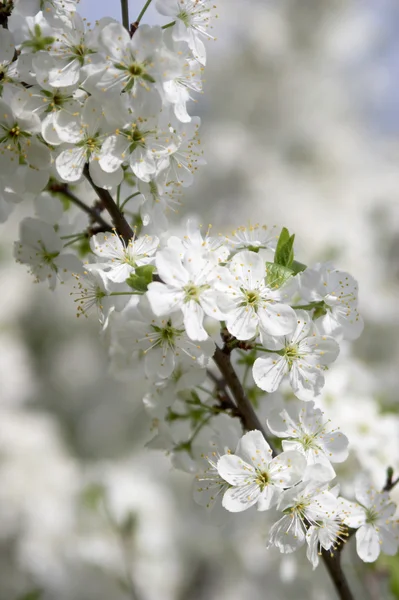 Flower of a cherry — Stock Photo, Image