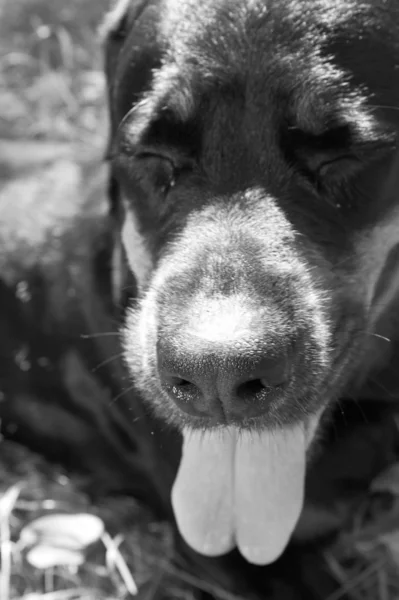 Rottweiler — Fotografia de Stock
