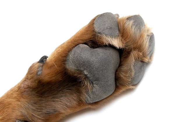 La pata del perro de la raza Rottweiler — Foto de Stock