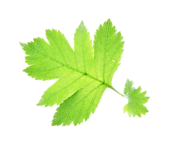 Leaf on a gleam, — Stock Photo, Image