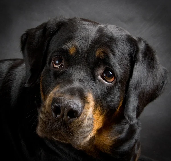 Dog of breed rottweiler. — Stock Photo, Image