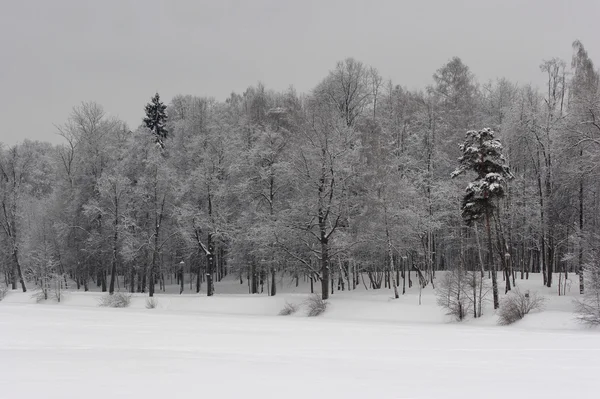 Stock image Winter landscape