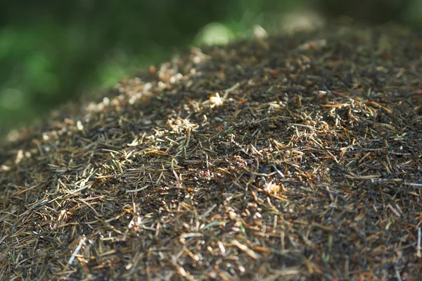 Жизнь муравейника — стоковое фото