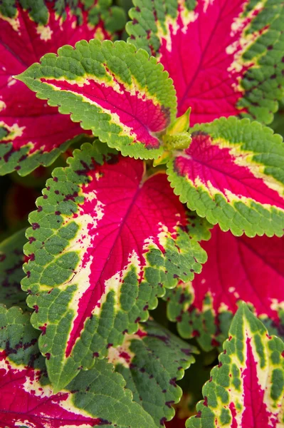 stock image Red leaf