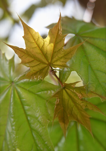Young leaves of a maple
