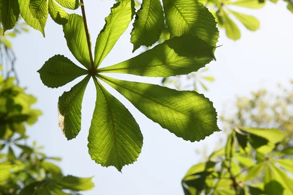 Las hojas jóvenes de la castaña —  Fotos de Stock