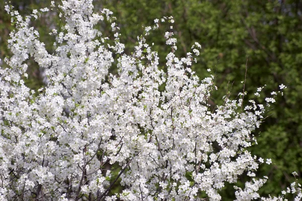 Цветок вишни — стоковое фото