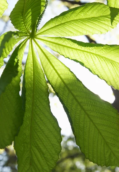 Young leaves of a chestnut — Stock Photo, Image