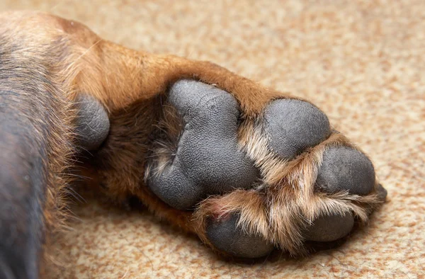 Pata de um cão da raça um Rottweiler — Fotografia de Stock