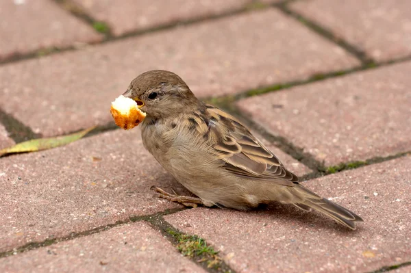 The sparrow eats bread — Stock Photo, Image