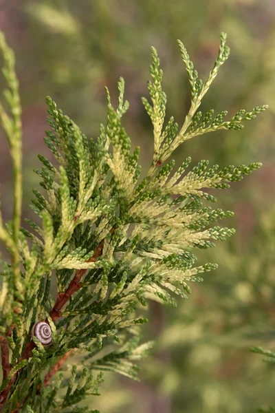 Close up of a juniper — Stock Photo, Image