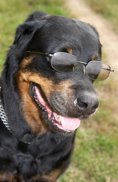 Собака породи ротвейлер в окулярах — стокове фото