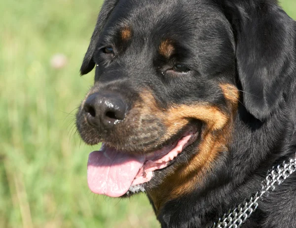 ロットワイラー犬種の犬 — ストック写真