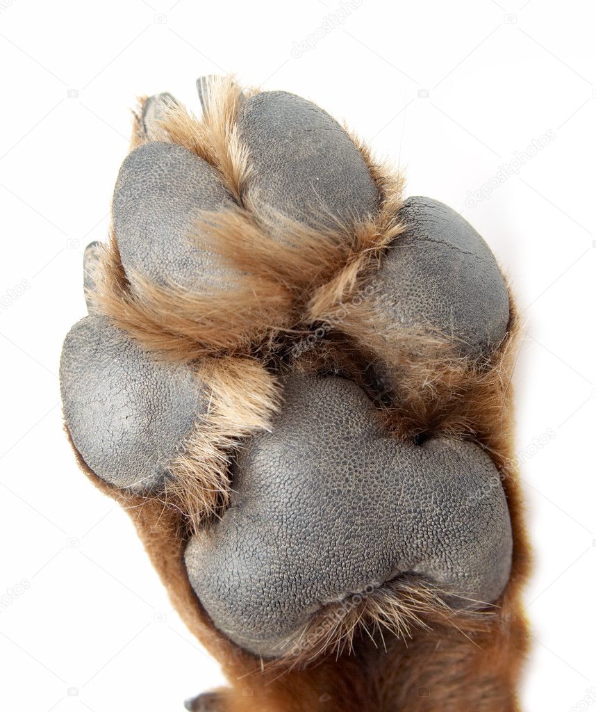 Paw of a dog of breed a Rottweiler