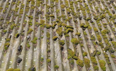 Moss growing on old roof clipart