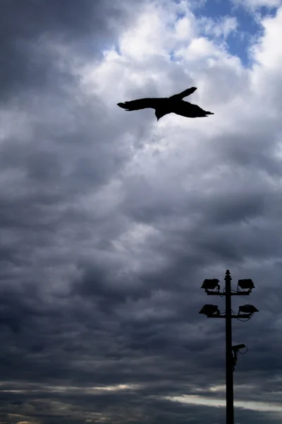 Evening flight ravens — Stock Photo, Image