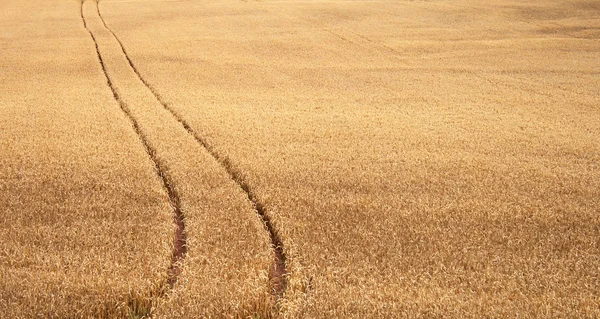 stock image Track of wheat field