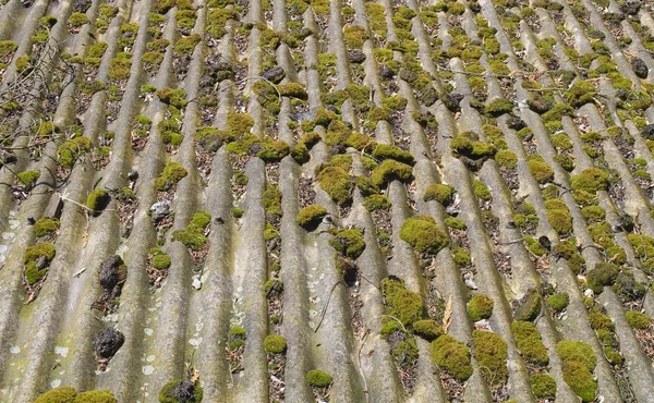 Mossa växer på gamla taket — Stockfoto