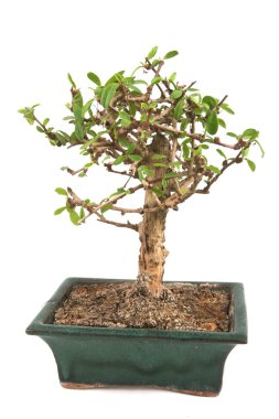 izole bonsai