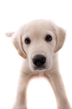 Bebek golden retriever