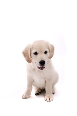 Bebek golden retriever portre