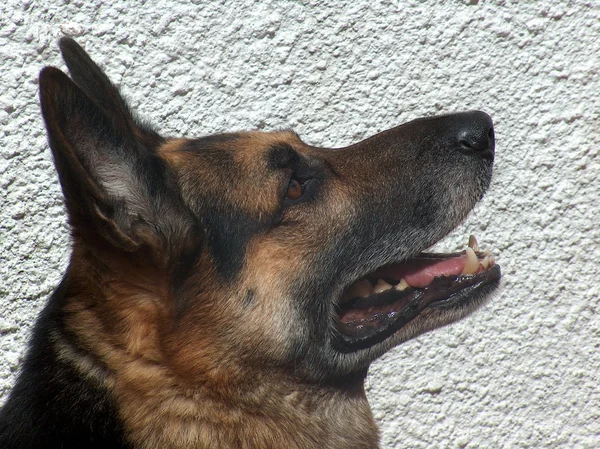 Γερμανικό τσοπανόσκυλο — Φωτογραφία Αρχείου