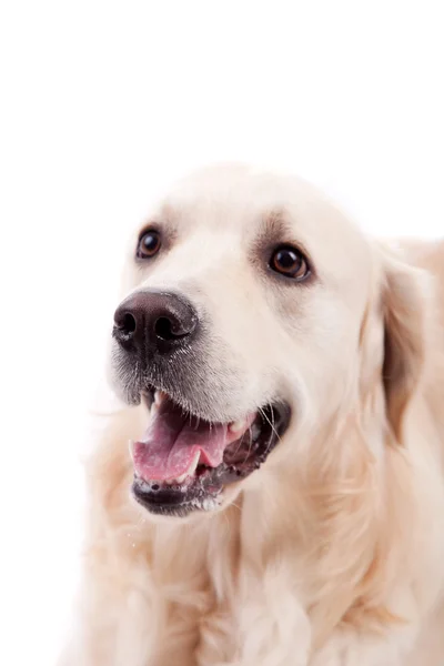 Portret złoty pies myśliwski — Zdjęcie stockowe