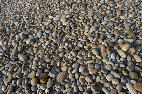Perdido de conchas de praia — Fotografia de Stock