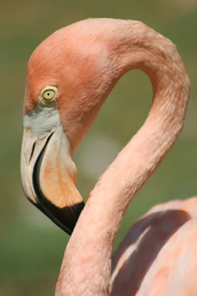 stock image Pink Flamingo isolated