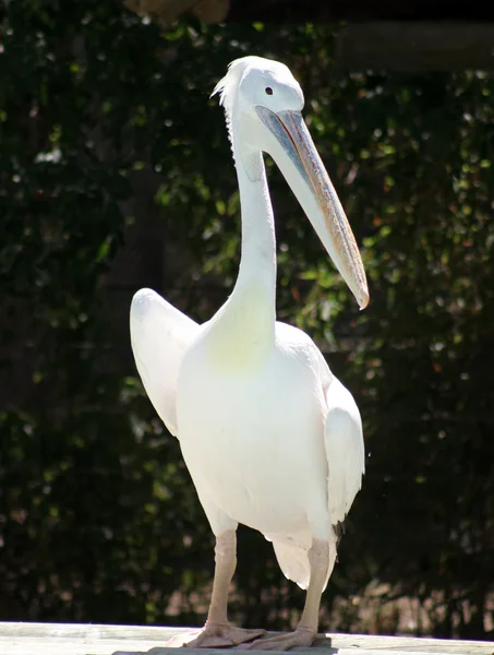 Beyaz Pelikan yakın çekim portre — Stok fotoğraf