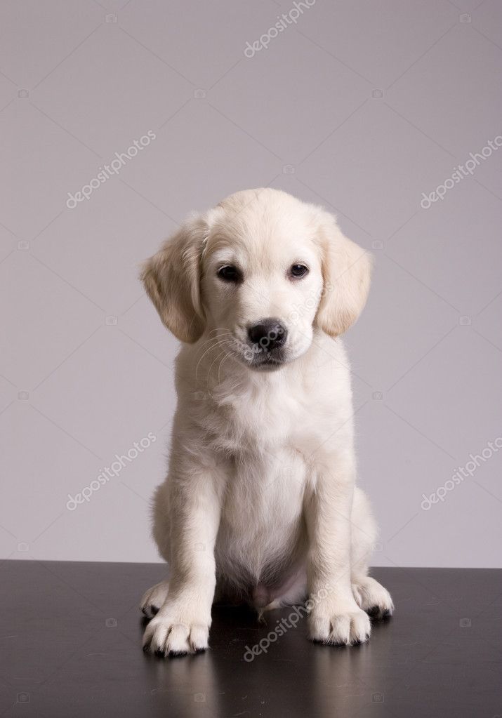 Baby Golden Retriever Portrait Stock Photo Image By C Hsfelix