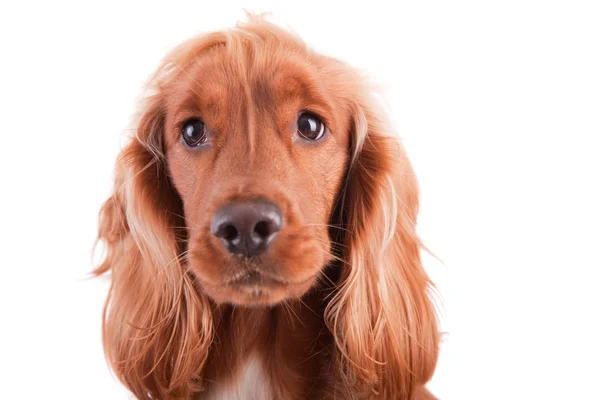 Cocker bebê Spaniel — Fotografia de Stock