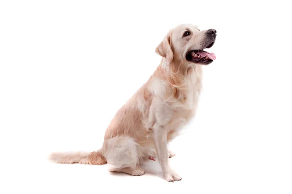 Stock image Golden Retriever Portrait