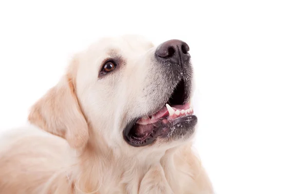 Portret złoty pies myśliwski — Zdjęcie stockowe