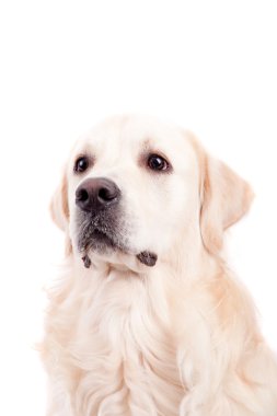 Golden retriever portre