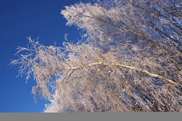 Schneebedeckte Wipfel von Bäumen — Stockfoto