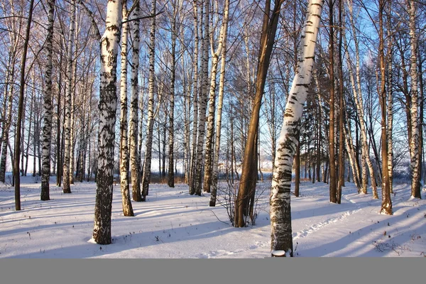 Brzozowy Gaj w zimie — Zdjęcie stockowe